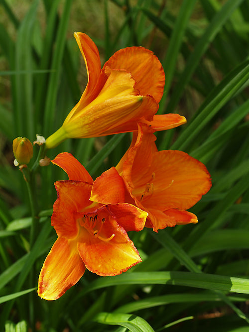 HEMEROCALLIS 'MAUNA LOA'