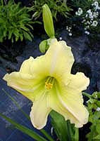 HEMEROCALLIS 'MRS.LESTER'