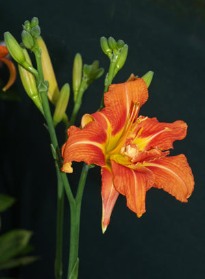 HEMEROCALLIS NANA