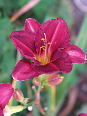 HEMEROCALLIS 'OLIVE BAILEY LANGDON'