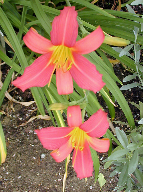 HEMEROCALLIS 'PINK DAMASK'