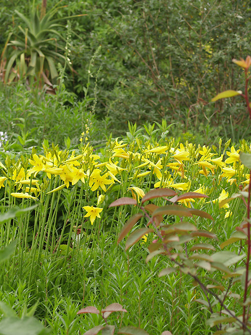 HEMEROCALLIS 'QUEEN OF MAY'