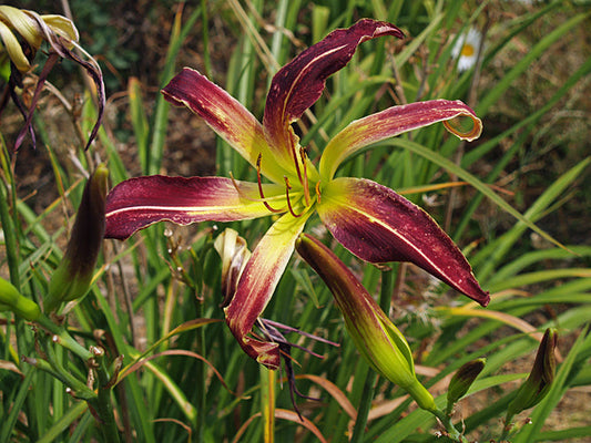 HEMEROCALLIS 'ROYAL CELEBRATION'