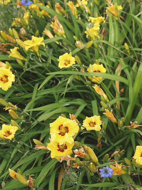 HEMEROCALLIS 'SILOAM JUNE BUG'