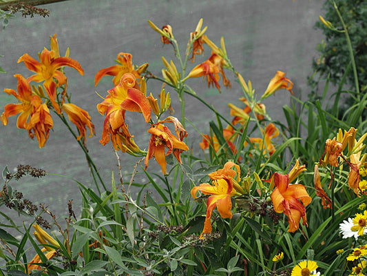 HEMEROCALLIS 'SCREAMING DEMON'