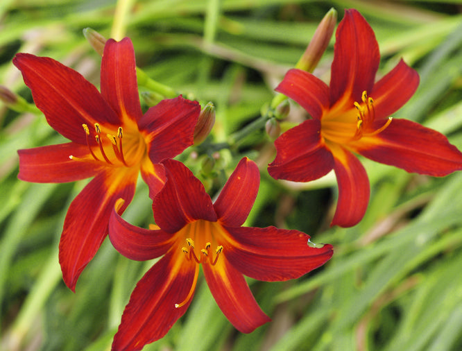 HEMEROCALLIS 'SAMMY RUSSELL'