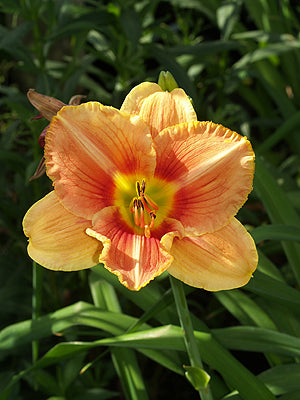HEMEROCALLIS 'SPACECOAST STARBURST'
