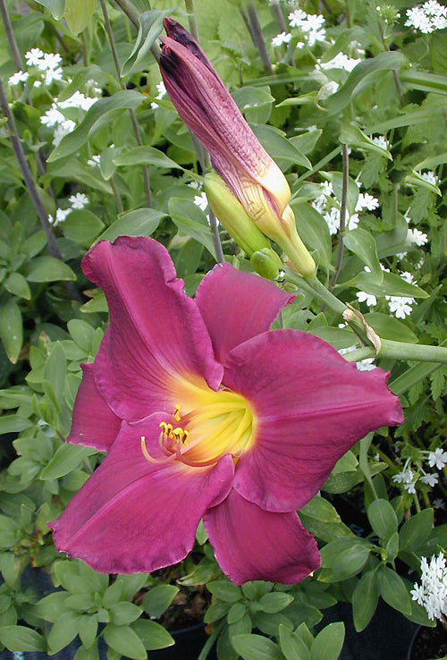 HEMEROCALLIS 'STRUTTER'S BALL'