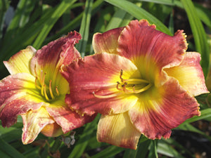 HEMEROCALLIS 'STARTLE'
