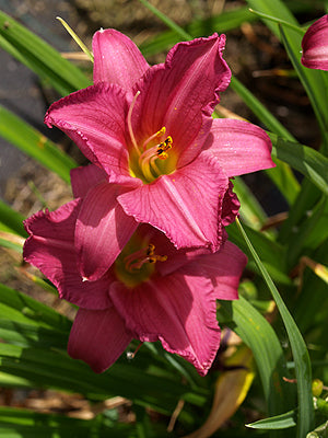 HEMEROCALLIS 'SUMMER WINE'