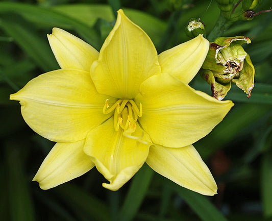 HEMEROCALLIS 'TOWHEAD'