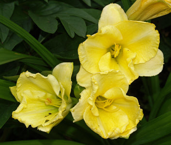 HEMEROCALLIS 'WALKING ON SUNSHINE'