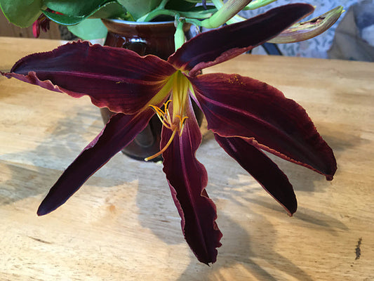 HEMEROCALLIS 'WILLIAM OF BURGUNDY'