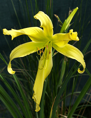 HEMEROCALLIS 'YELLOW ANGEL'