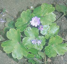 HEPATICA x MEDIA 'HARVINGTON BEAUTY'