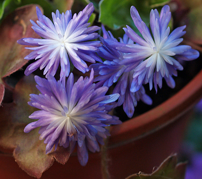 HEPATICA JAPONICA 'SHIHOU'