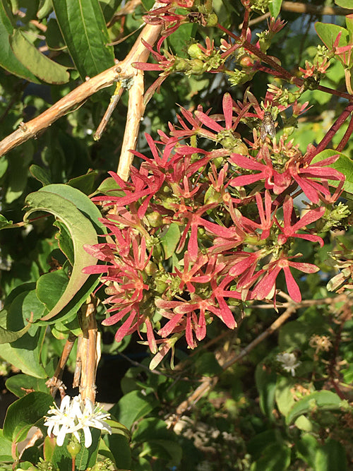 HEPTACODIUM MICONIOIDES