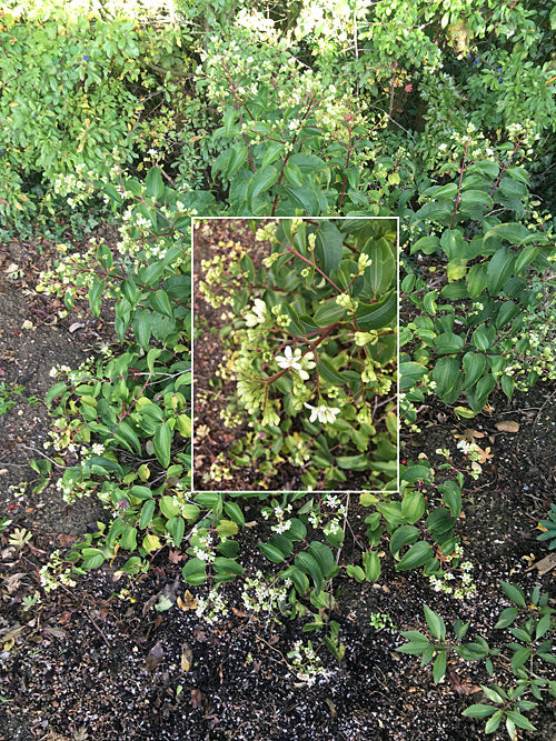 HEPTACODIUM MICONIOIDES 'TIANSHAN'