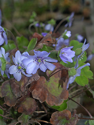 HEPATICA TRANSSYLVANICA 'BLUE JEWEL'