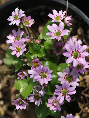 HEPATICA NOBILIS lilac