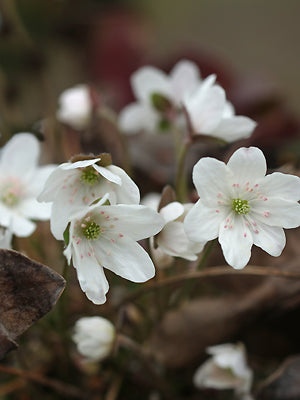 HEPATICA NOBILIS WHITE PINK STAMENS