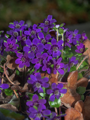 HEPATICA NOBILIS Purple Blue Flowers