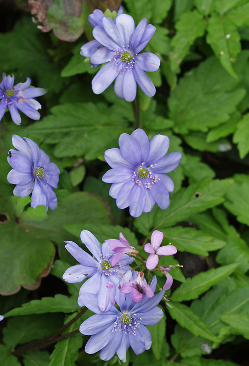 HEPATICA TRANSSILVANICA ex K.Dryden
