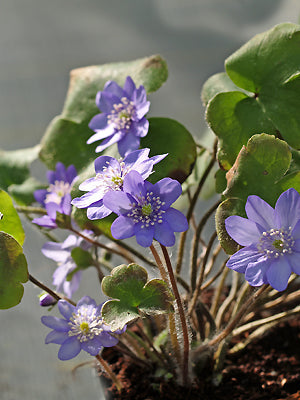 HEPATICA TRANSSILVANICA