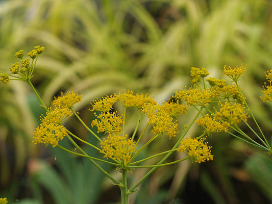 HEPTAPTERA TRIQUETRA W&B BG A-2