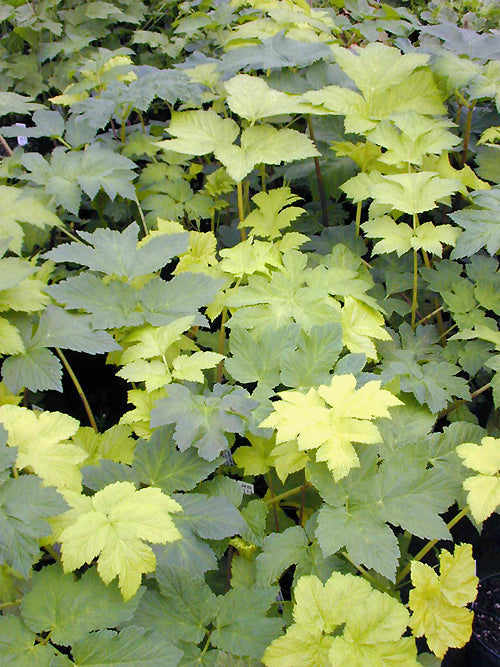 HERACLEUM LANATUM 'WASHINGTON LIMES'