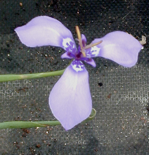 HERBERTIA LAHUE