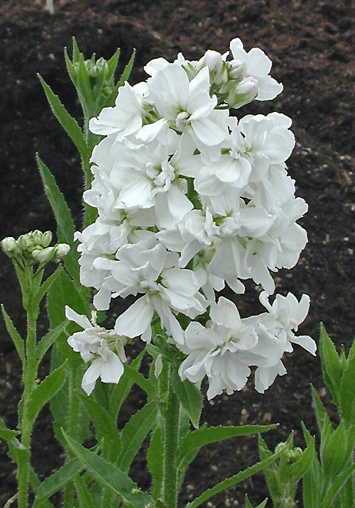 HESPERIS MATRONALIS 'ALBA PLENA'