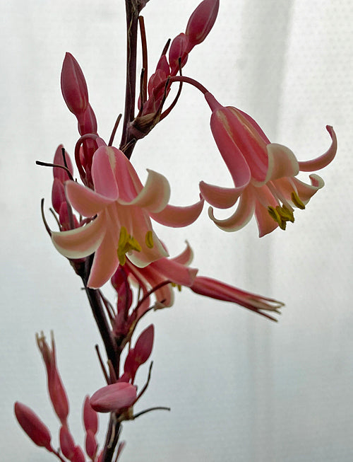 HESPERALOE 'MAMULIQUE'