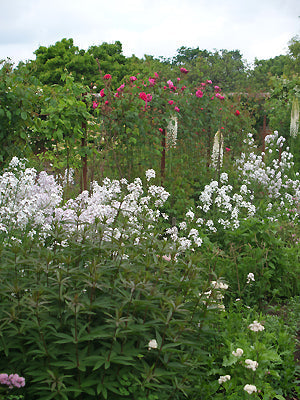 HESPERIS MATRONALIS var.ALBIFLORA