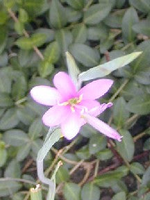 HESPERANTHA HUTTONII