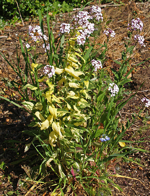 HESPERIS MATRONALIS VARIEGATED