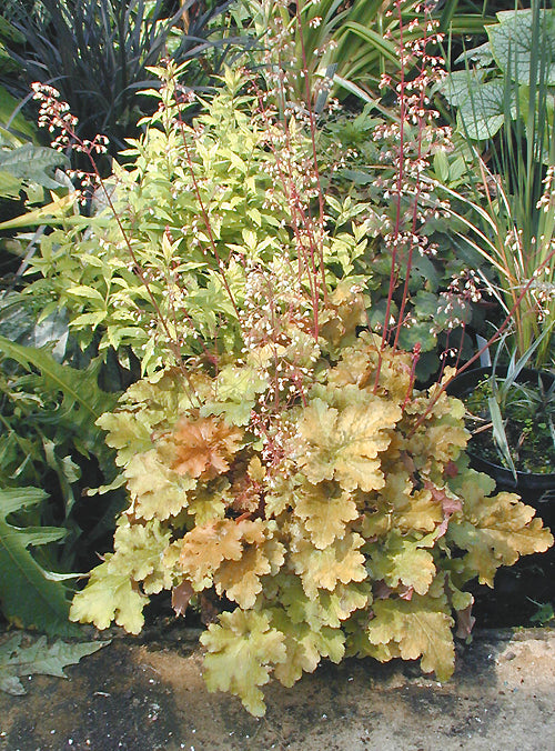 HEUCHERA 'AMBER WAVES'