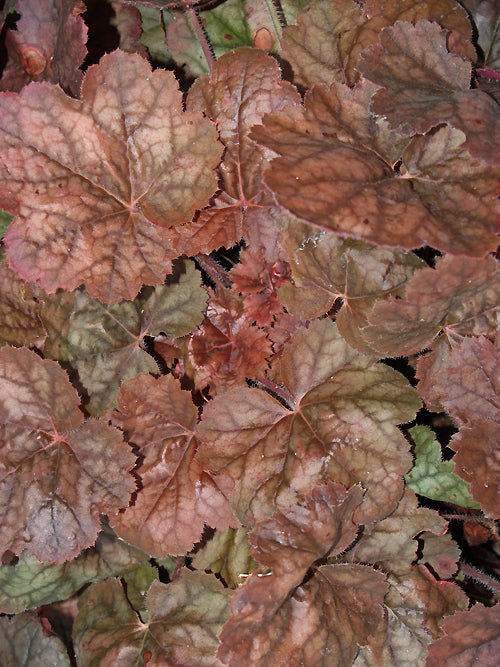 HEUCHERA 'APRICOT MUSCAT'