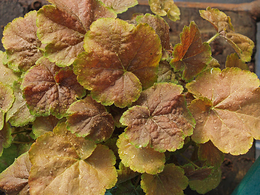 HEUCHERA 'ART DECO'