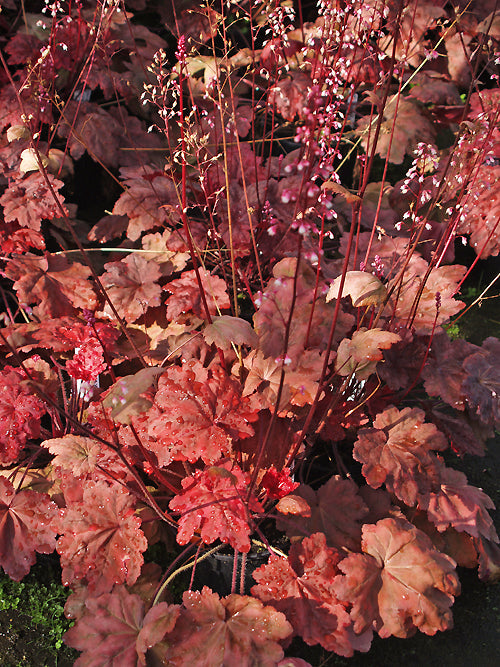 HEUCHERA 'AUTUMN LEAVES'