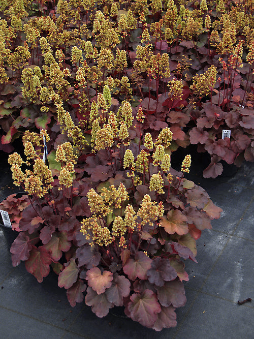 HEUCHERA 'BLONDIE'