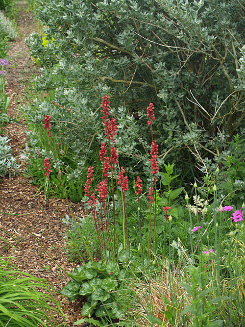 HEUCHERA 'BROWNFINCH'
