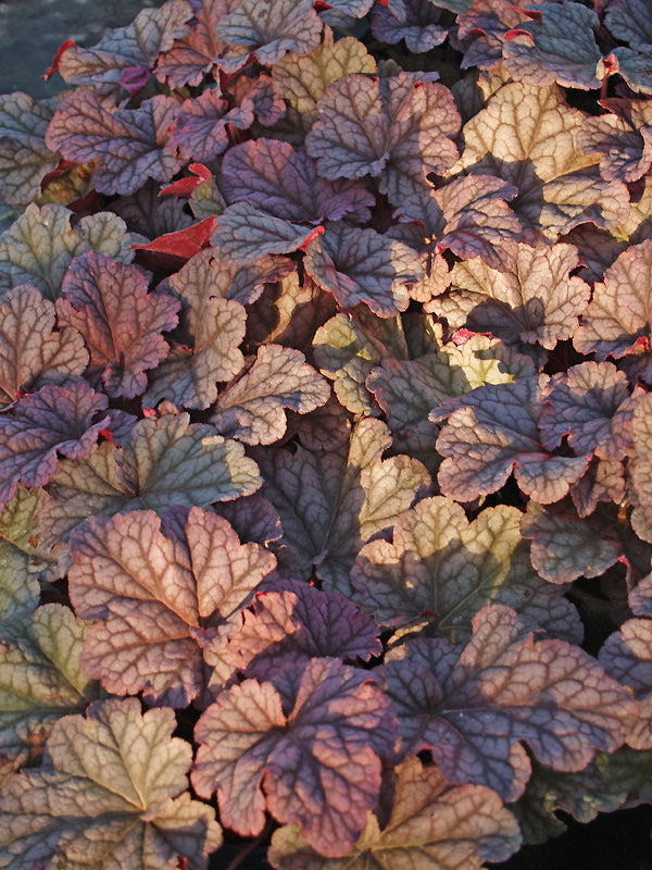 HEUCHERA 'BERRY SMOOTHIE'