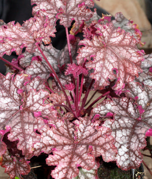 HEUCHERA 'CAN-CAN'