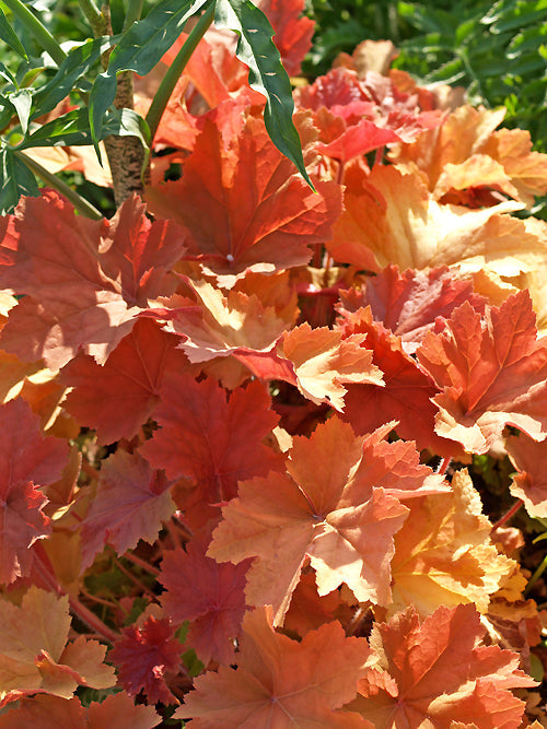 HEUCHERA 'CARAMEL'
