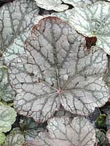 HEUCHERA 'CASCADE DAWN'