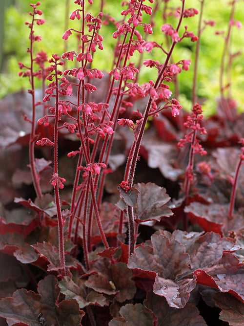 HEUCHERA 'CASSIS'