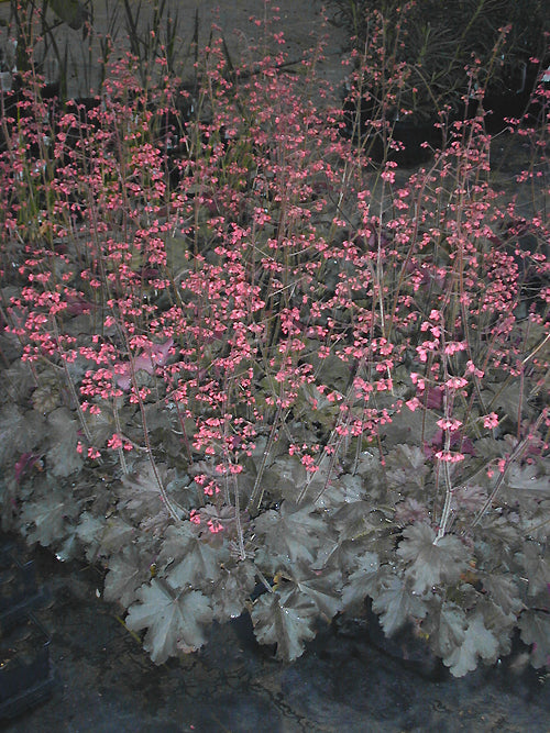 HEUCHERA 'CHERRIES JUBILEE'