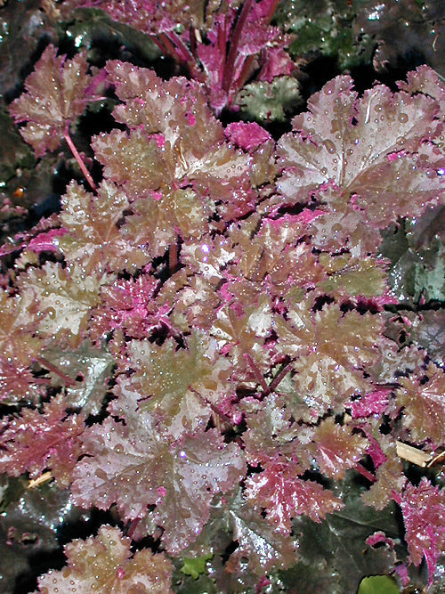 HEUCHERA 'CHOCOLATE RUFFLES'