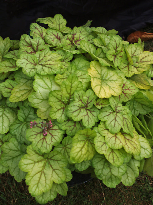 HEUCHERA 'CIRCUS'